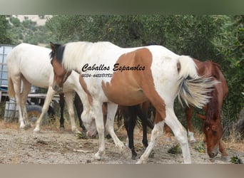 Andalou, Hongre, 3 Ans, 151 cm, Pinto