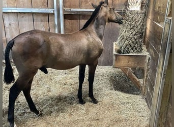 Andalou, Hongre, 3 Ans, 152 cm, Bai cerise