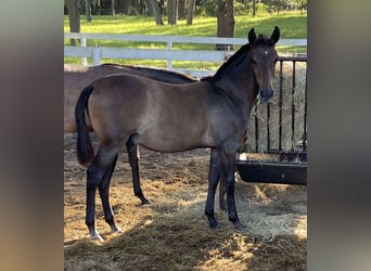 Andalou, Hongre, 3 Ans, 152 cm, Bai cerise