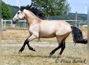 Andalou, Hongre, 3 Ans, 152 cm, Buckskin