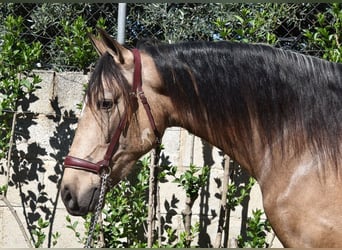 Andalou, Hongre, 3 Ans, 152 cm, Isabelle