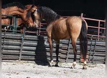 Andalou, Hongre, 3 Ans, 152 cm, Isabelle