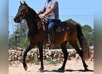 Andalou, Hongre, 3 Ans, 152 cm, Noir