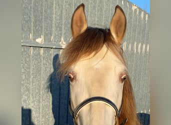 Andalou, Hongre, 3 Ans, 153 cm, Champagne