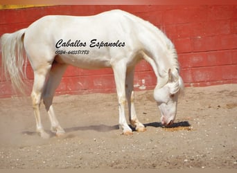 Andalou, Hongre, 3 Ans, 153 cm, Cremello