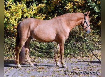 Andalou, Hongre, 3 Ans, 154 cm, Alezan