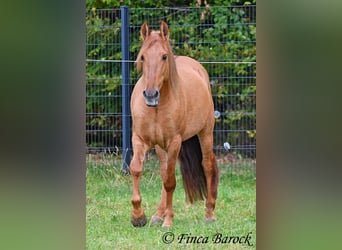 Andalou, Hongre, 3 Ans, 154 cm, Alezan