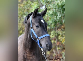 Andalou, Hongre, 3 Ans, 154 cm, Noir