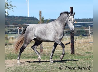 Andalou, Hongre, 3 Ans, 155 cm, Gris