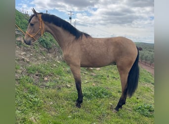 Andalou, Hongre, 3 Ans, 155 cm, Isabelle