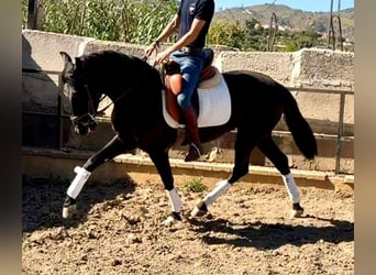 Andalou, Hongre, 3 Ans, 156 cm, Bai brun