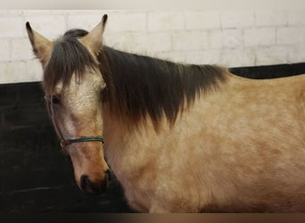 Andalou, Hongre, 3 Ans, 156 cm, Buckskin