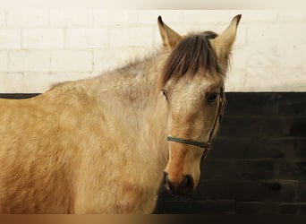 Andalou, Hongre, 3 Ans, 156 cm, Buckskin