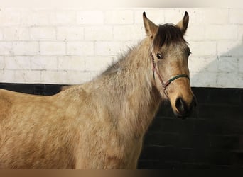 Andalou, Hongre, 3 Ans, 156 cm, Buckskin