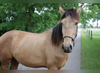 Andalou, Hongre, 3 Ans, 156 cm, Buckskin
