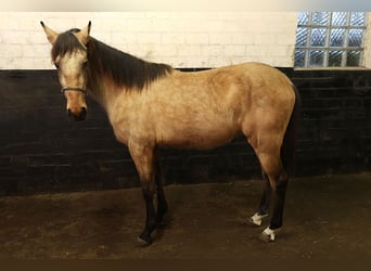 Andalou, Hongre, 3 Ans, 156 cm, Buckskin