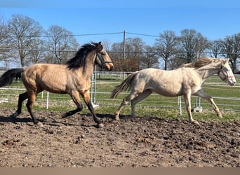 Andalou, Hongre, 3 Ans, 156 cm, Buckskin