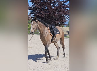 Andalou Croisé, Hongre, 3 Ans, 156 cm, Gris (bai-dun)