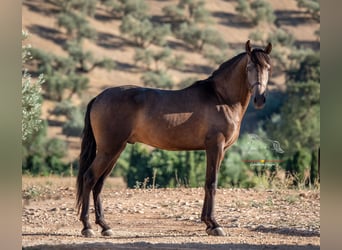 Andalou, Hongre, 3 Ans, 156 cm, Isabelle