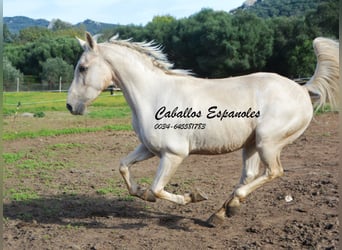 Andalou, Hongre, 3 Ans, 156 cm, Palomino