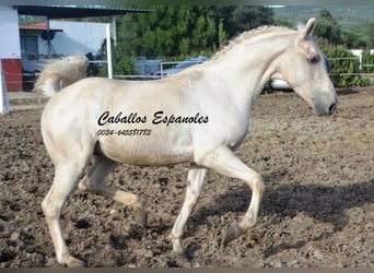 Andalou, Hongre, 3 Ans, 156 cm, Palomino