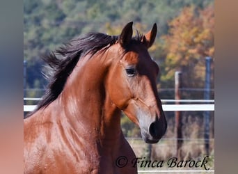 Andalou, Hongre, 3 Ans, 157 cm, Bai
