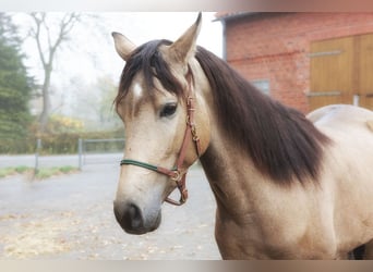 Andalou, Hongre, 3 Ans, 157 cm, Buckskin