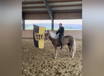 Andalou, Hongre, 3 Ans, 158 cm, Palomino