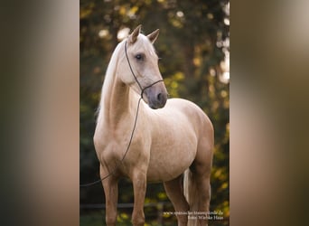 Andalou Croisé, Hongre, 3 Ans, 159 cm, Palomino