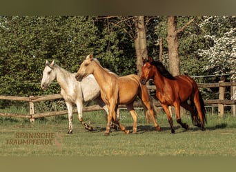 Andalou Croisé, Hongre, 3 Ans, 159 cm, Palomino