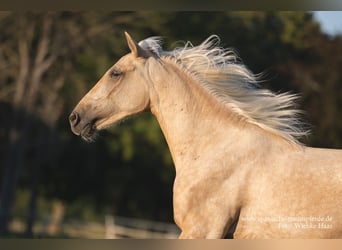 Andalou Croisé, Hongre, 3 Ans, 159 cm, Palomino