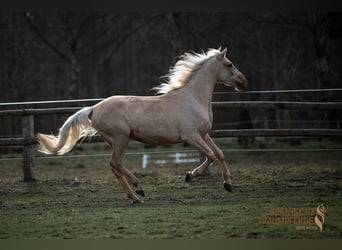 Andalou Croisé, Hongre, 3 Ans, 159 cm, Palomino