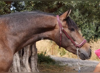 Andalou, Hongre, 3 Ans, 160 cm, Gris