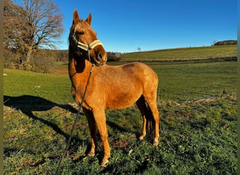 Andalou, Hongre, 3 Ans, 160 cm, Palomino