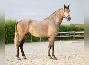 Andalou, Hongre, 3 Ans, 162 cm, Gris