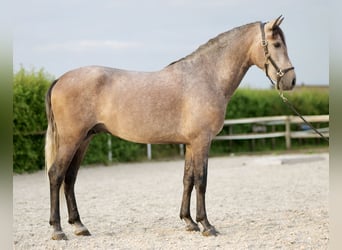 Andalou, Hongre, 3 Ans, 162 cm, Gris