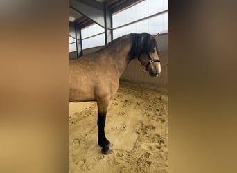 Andalou Croisé, Hongre, 3 Ans, 162 cm, Isabelle