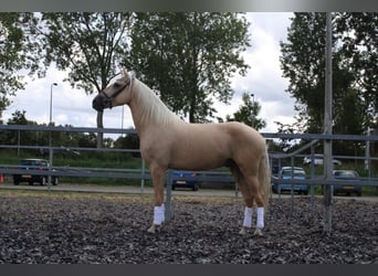 Andalou Croisé, Hongre, 3 Ans, 162 cm, Palomino