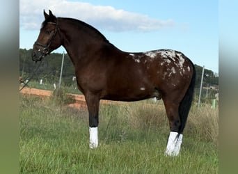 Andalou, Hongre, 3 Ans, 164 cm, Bai