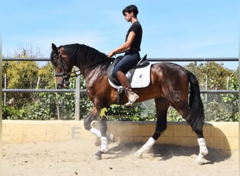 Andalou, Hongre, 3 Ans, 164 cm, Bai