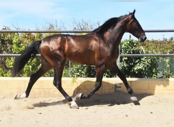 Andalou, Hongre, 3 Ans, 164 cm, Bai