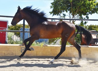Andalou, Hongre, 3 Ans, 164 cm, Bai