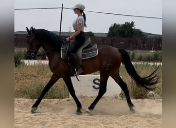 Andalou, Hongre, 3 Ans, 170 cm, Bai cerise