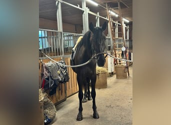 Andalou, Hongre, 3 Ans, 170 cm, Noir