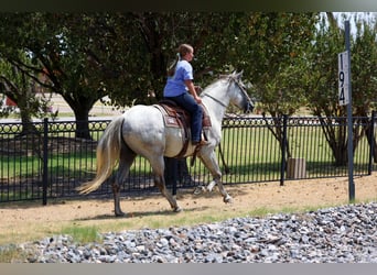 Andalou, Hongre, 3 Ans, Gris
