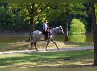 Andalou, Hongre, 3 Ans, Gris