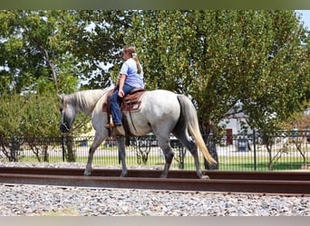 Andalou, Hongre, 3 Ans, Gris