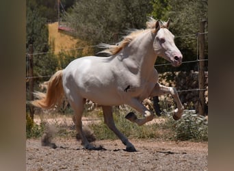 Andalou, Hongre, 4 Ans, 149 cm, Cremello