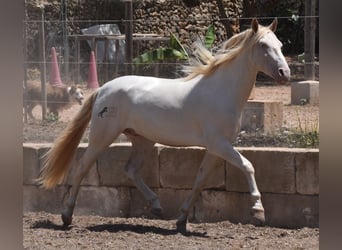 Andalou, Hongre, 4 Ans, 149 cm, Cremello