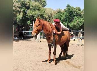 Andalou, Hongre, 4 Ans, 150 cm, Alezan